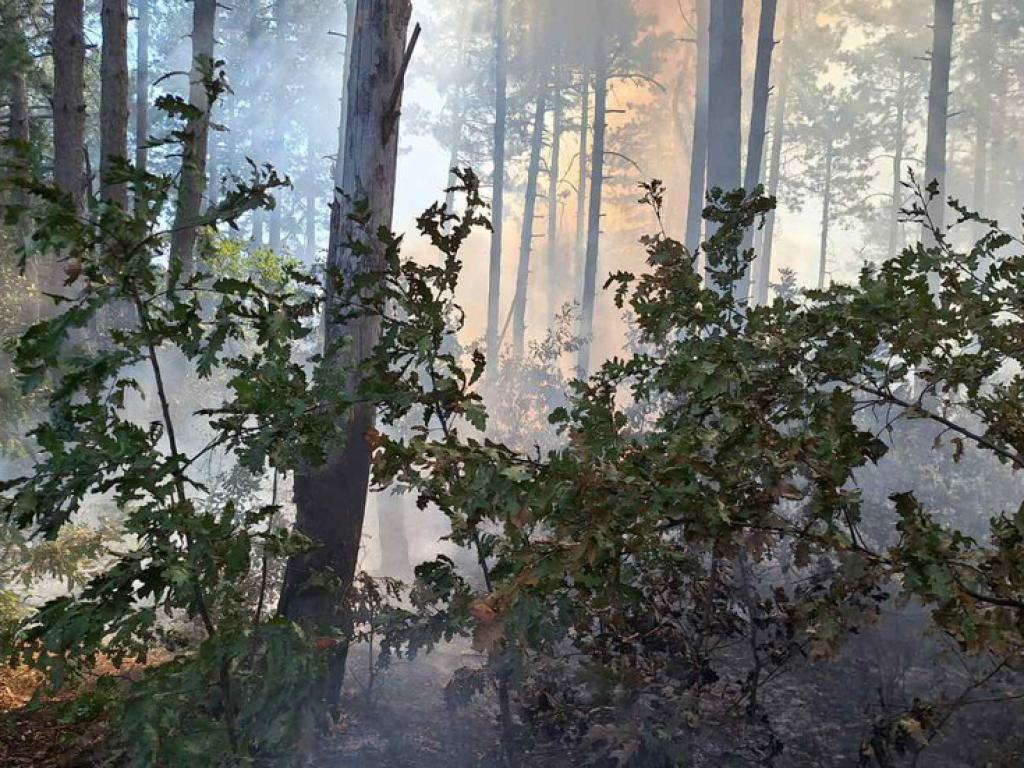 Гори борова гора край с Баховица Пожарът е навлязъл от