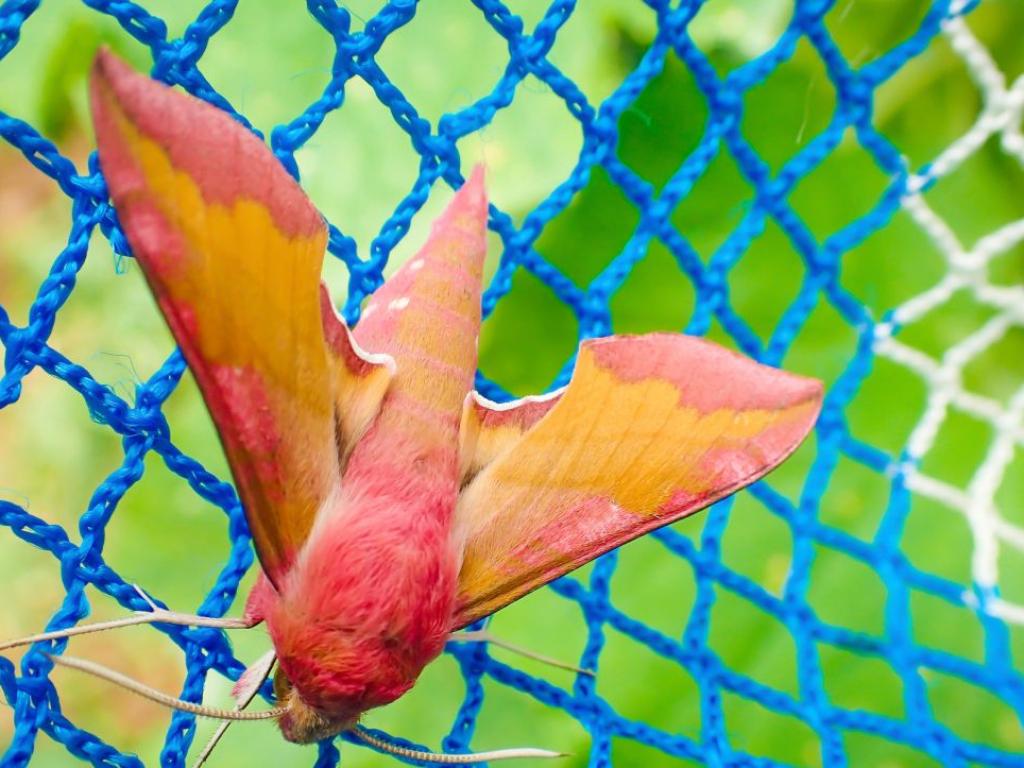 Не всички молци са прашно сиви или скучно бежови Вземете