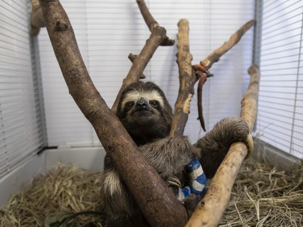 Двупръст ленивец смятан за най стария в света е починал на