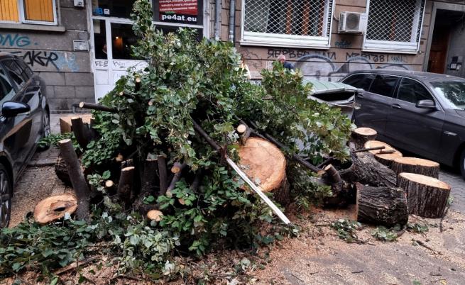 Дърво падна в центъра на София