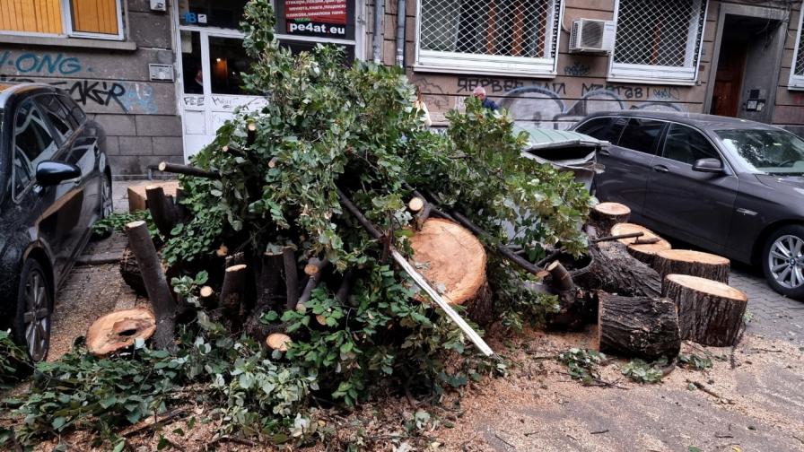 Дърво падна в центъра на София