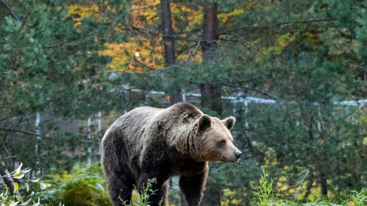 Мечките в Белица заспиват