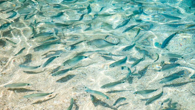  Кала Мариолу - Дивият драгоценен камък 