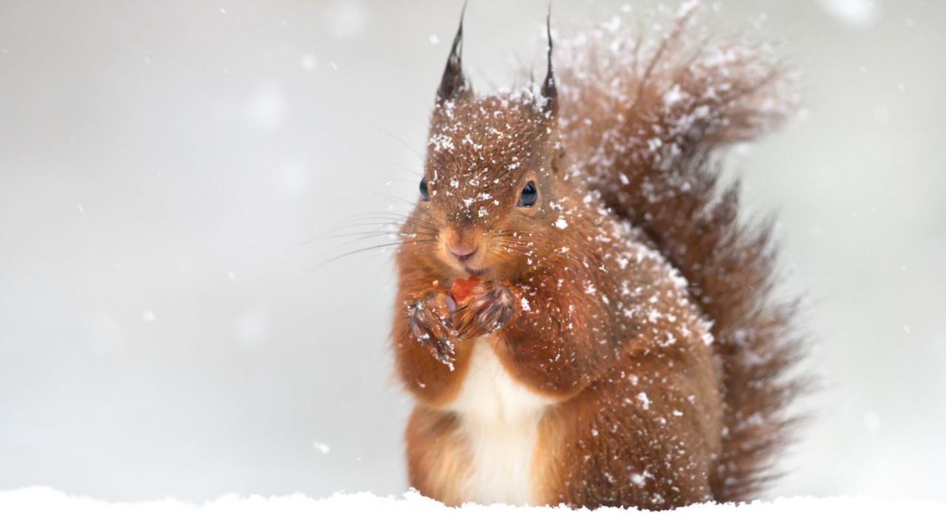 Предупредителен е издаден за обилни валежи от сняг и дъжд