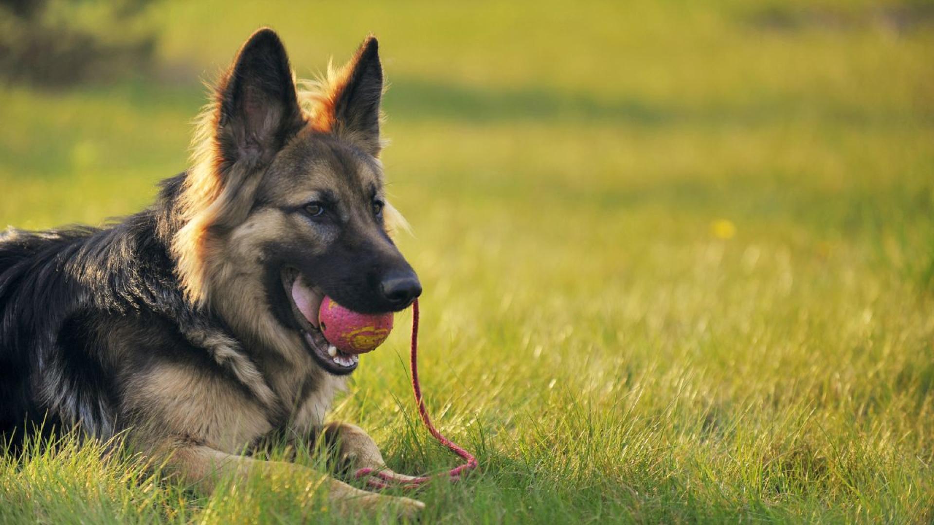 Осем немски овчарки пуснати без поводи и намордници убиха домашно