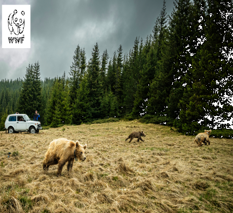 В седмицата на Мечкинден природозащитната организация WWF насочва вниманието към