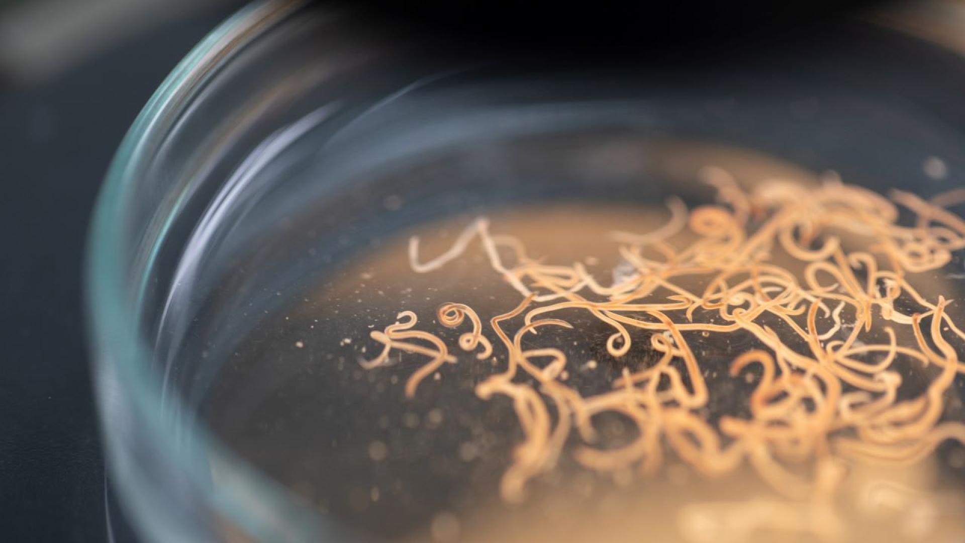 Нашествие на дървеници вдигна накрак Центъра за спешна медицинска помощ