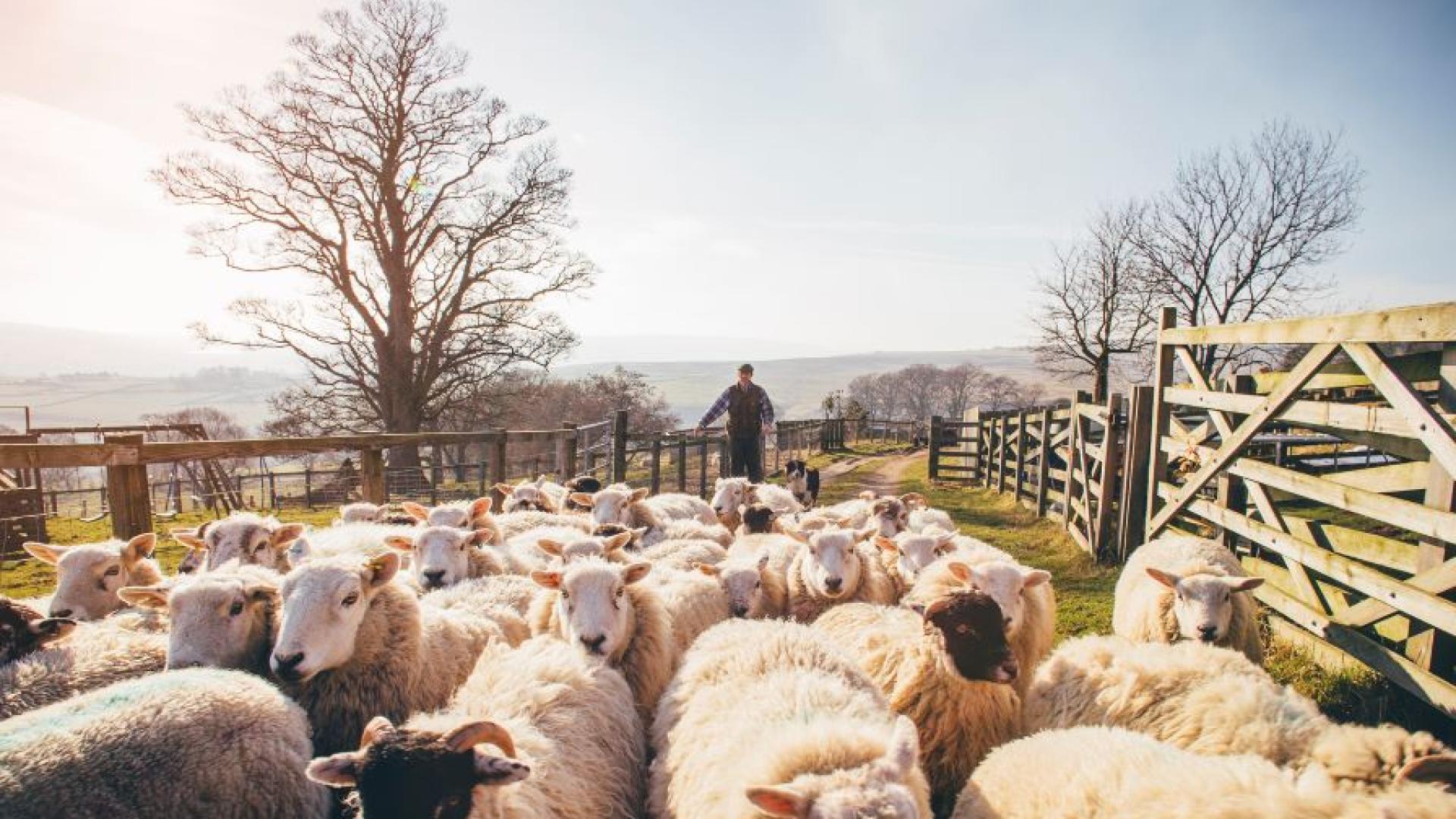Във връзка с усложнената епизоотична обстановка по отношение на шарка