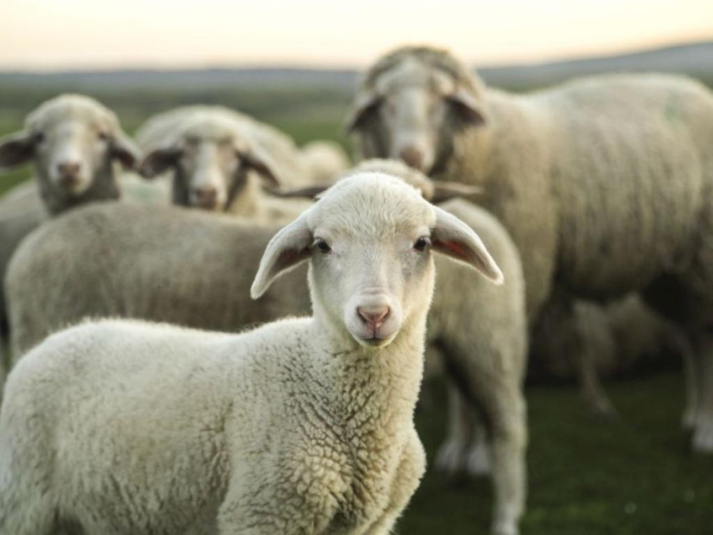 От началото на 2024 година на територията на Република България