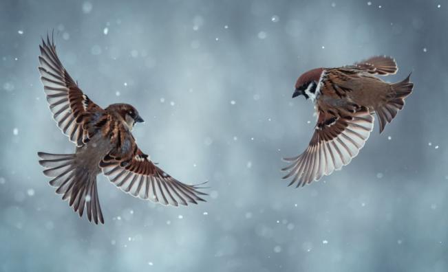 От дъжд до сняг и силен вятър, как ще се промени времето