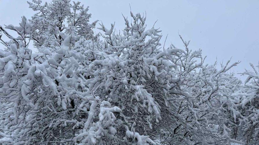 Дърво се стовари върху такси на пътя Пампорово - Смолян, шофьорът е ранен