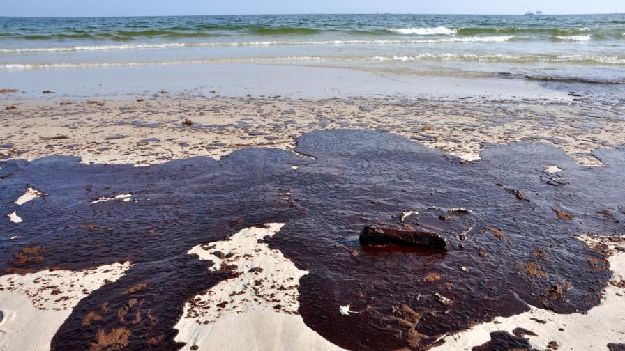 Откриха десетки морски бозайници мъртви в Черно море