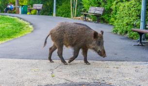 <p>Глиган нахлу в търговски център в Берлин</p>