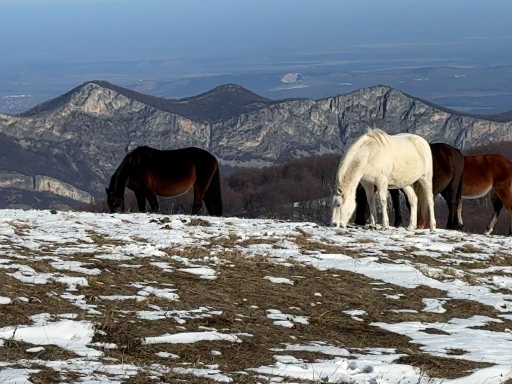 Врачански Балкан