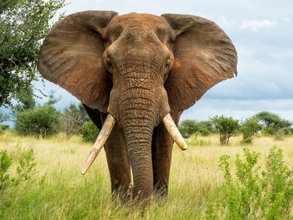 Турист загуби живота си след като беше стъпкан от слон