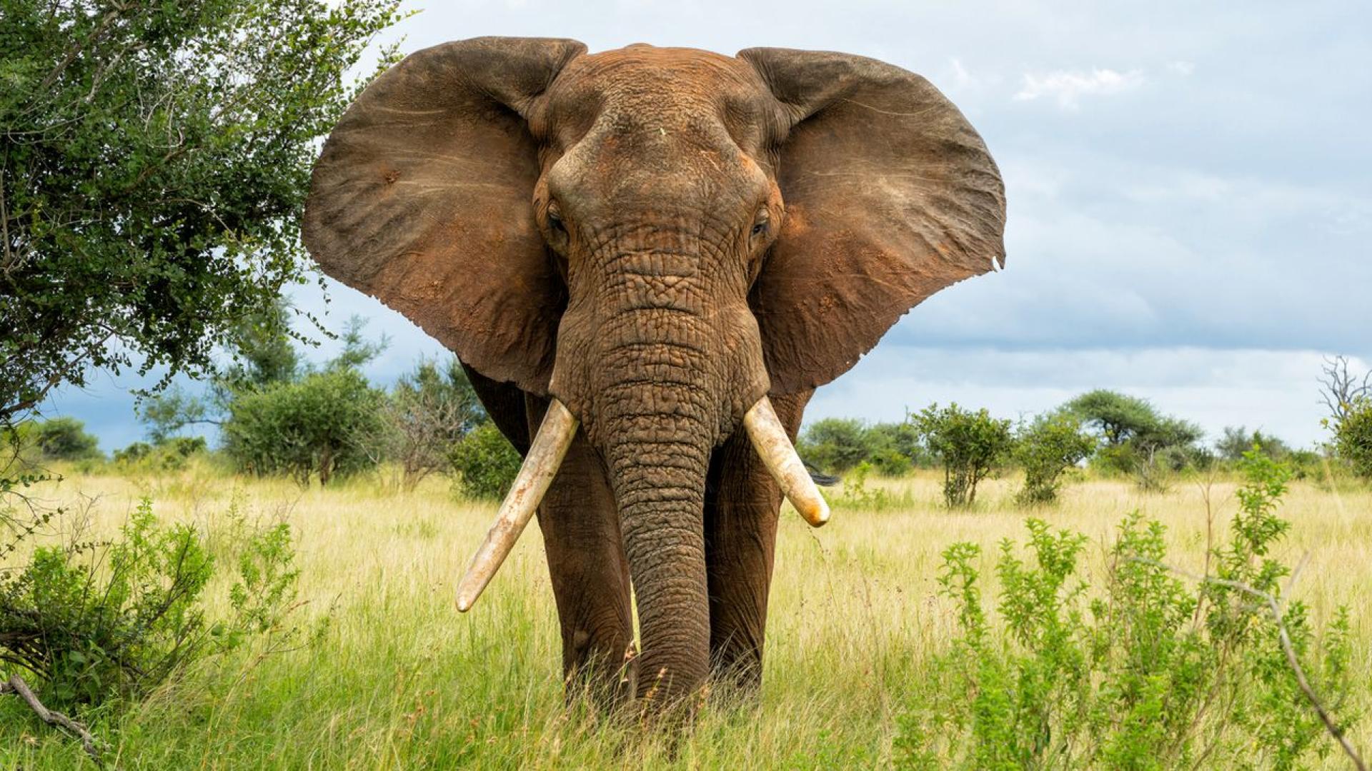 Гладен див слон предизвика хаос в магазин за хранителни стоки