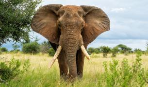 „Адът е тук“: Снимки на розов слон в Индия взривиха мрежата, истината излезе наяве