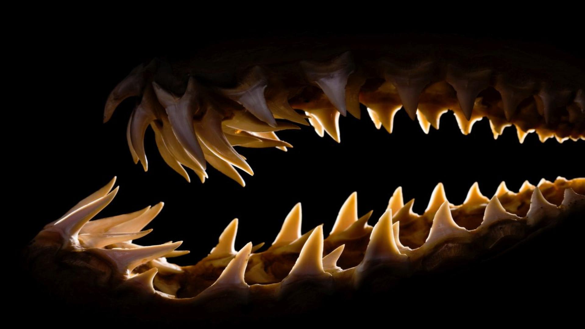 Сголямо черно тяло и уста пълна с остри зъби не