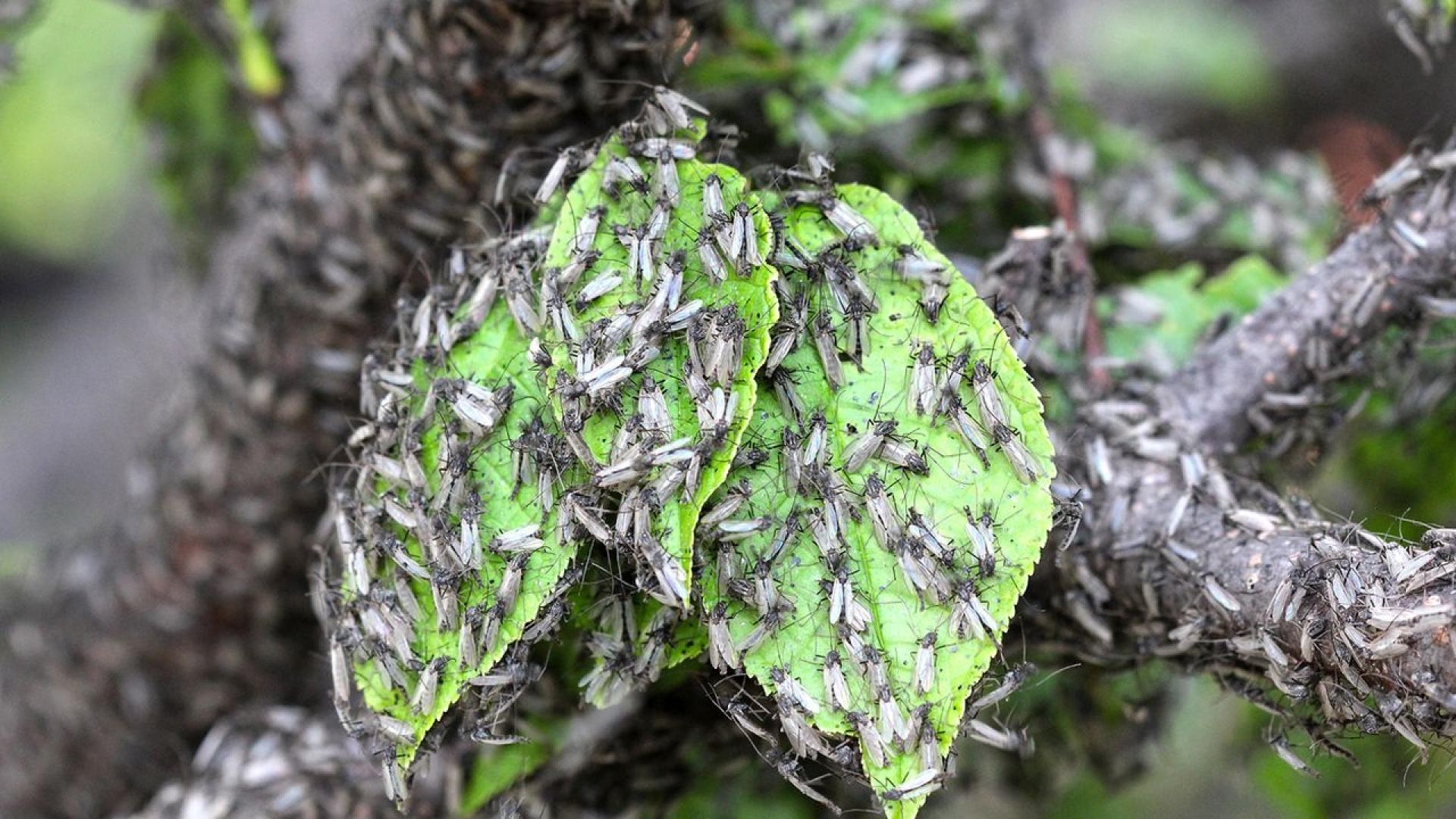 Властите в един от най гъсто населените градски центрове на Филипините