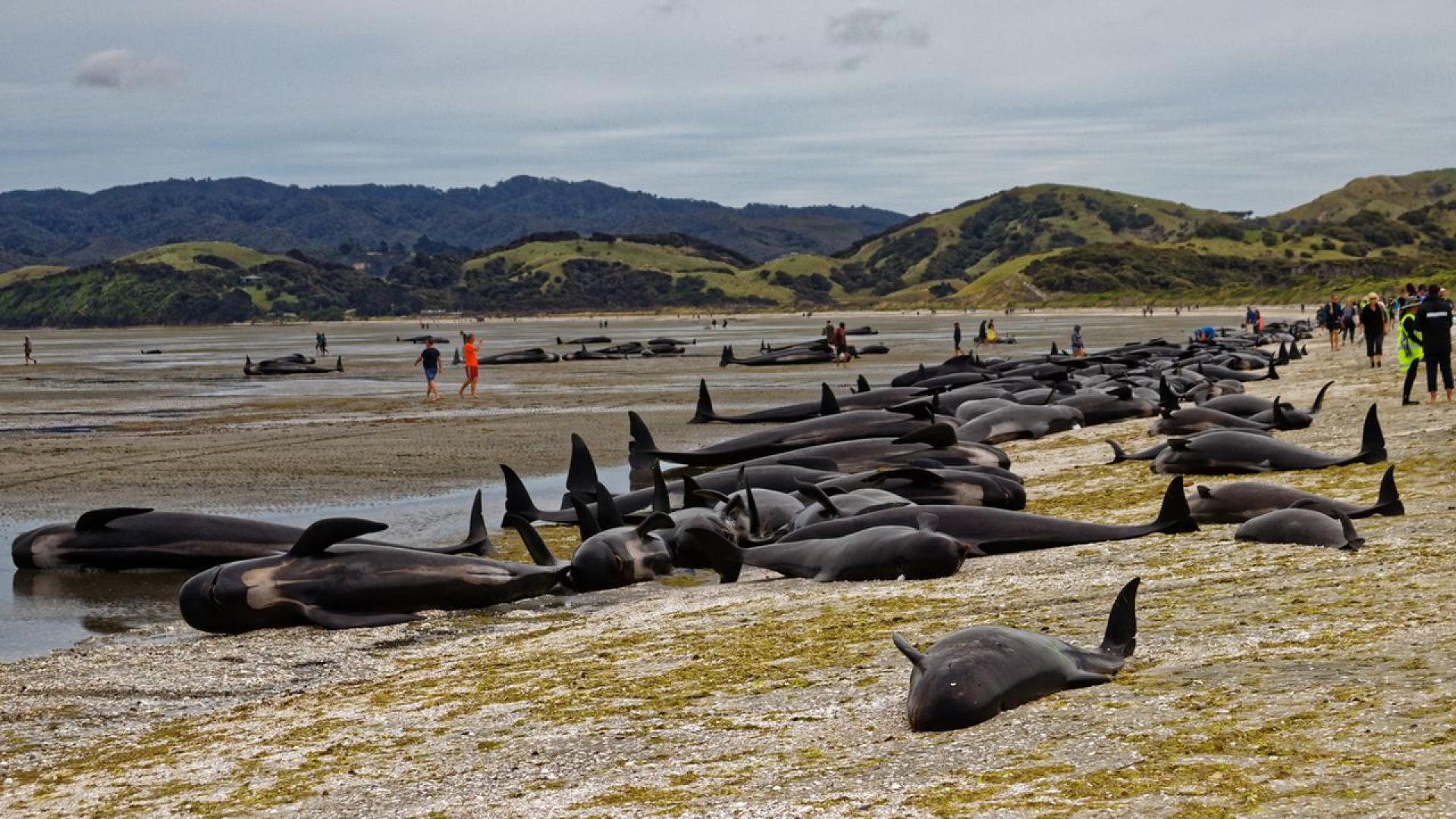 Австралийските власти евтаназираха около 90 лъжекосатки оцелели след масово засядане на