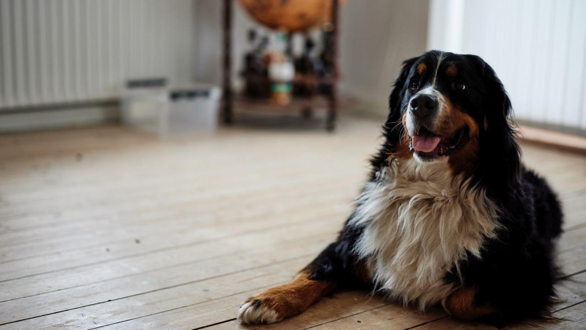 Куче се възстановява след продължителна операция след като ветеринарен лекар