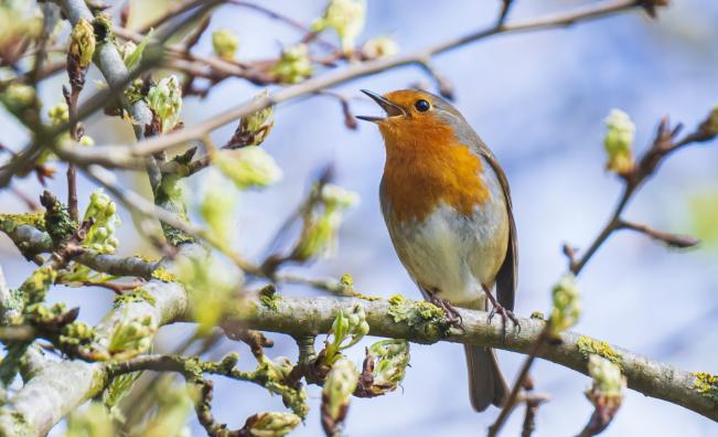 Сряда носи слънце и пролетни 18 градуса