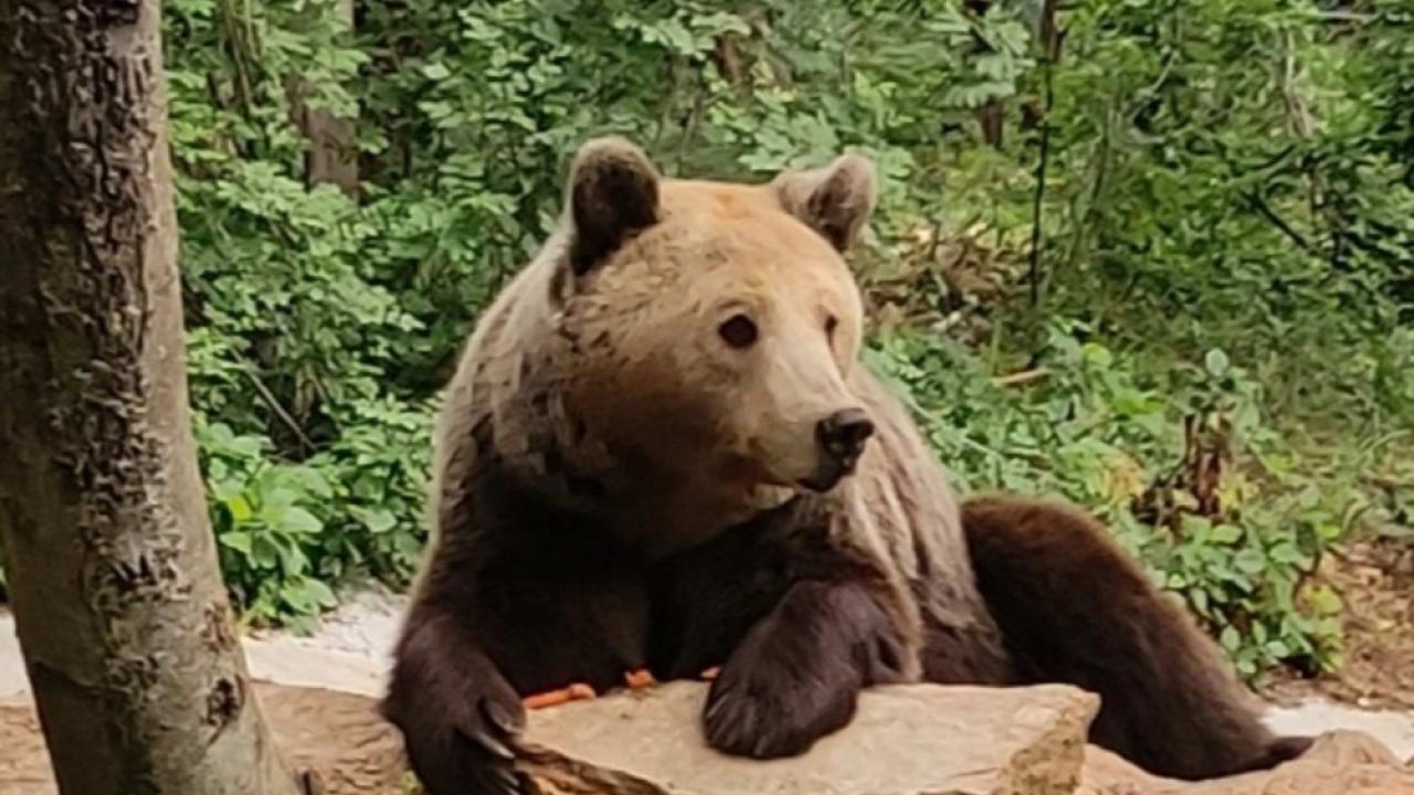 Мечката Диана в Стара Загора