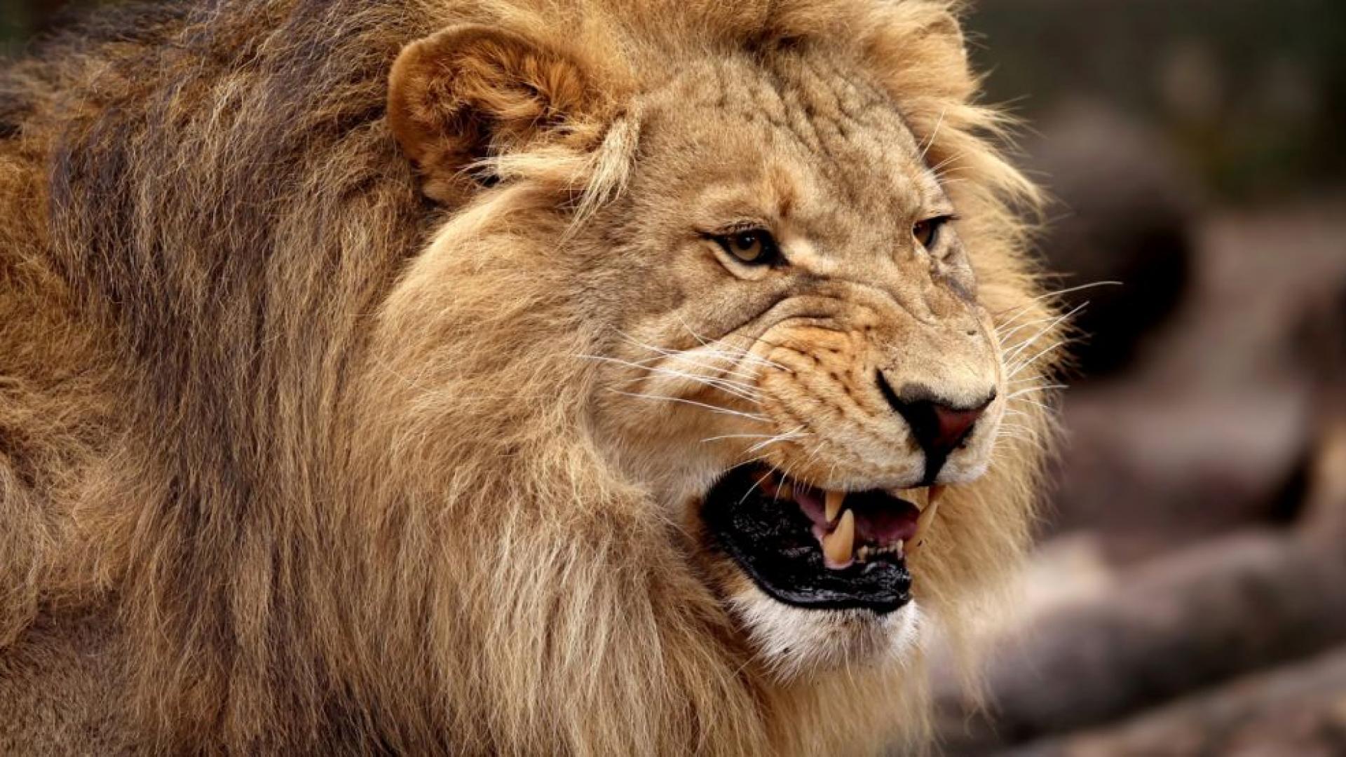 Лъв уби мъж в луксозен лагер в отдалечения северозапад на