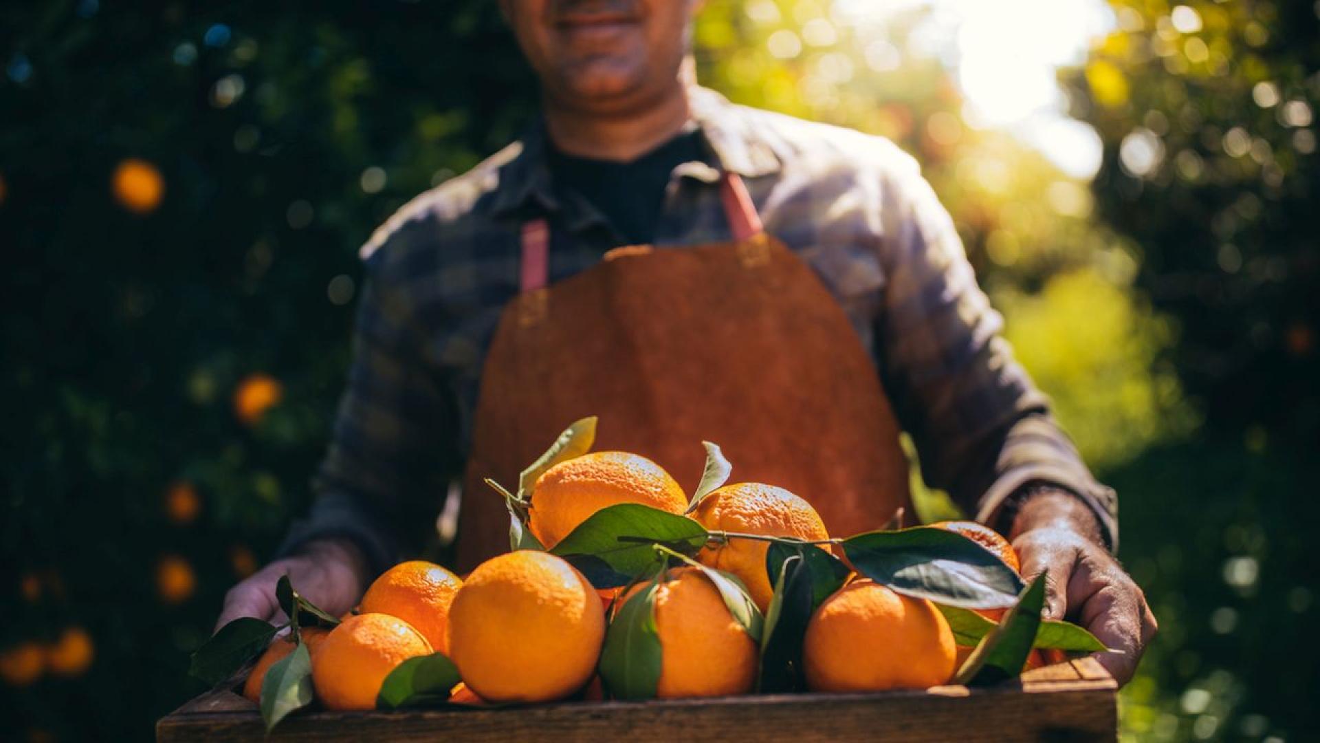 Бившият директор на Tate Modern Висенте Тодоли основава Todolí Citrus