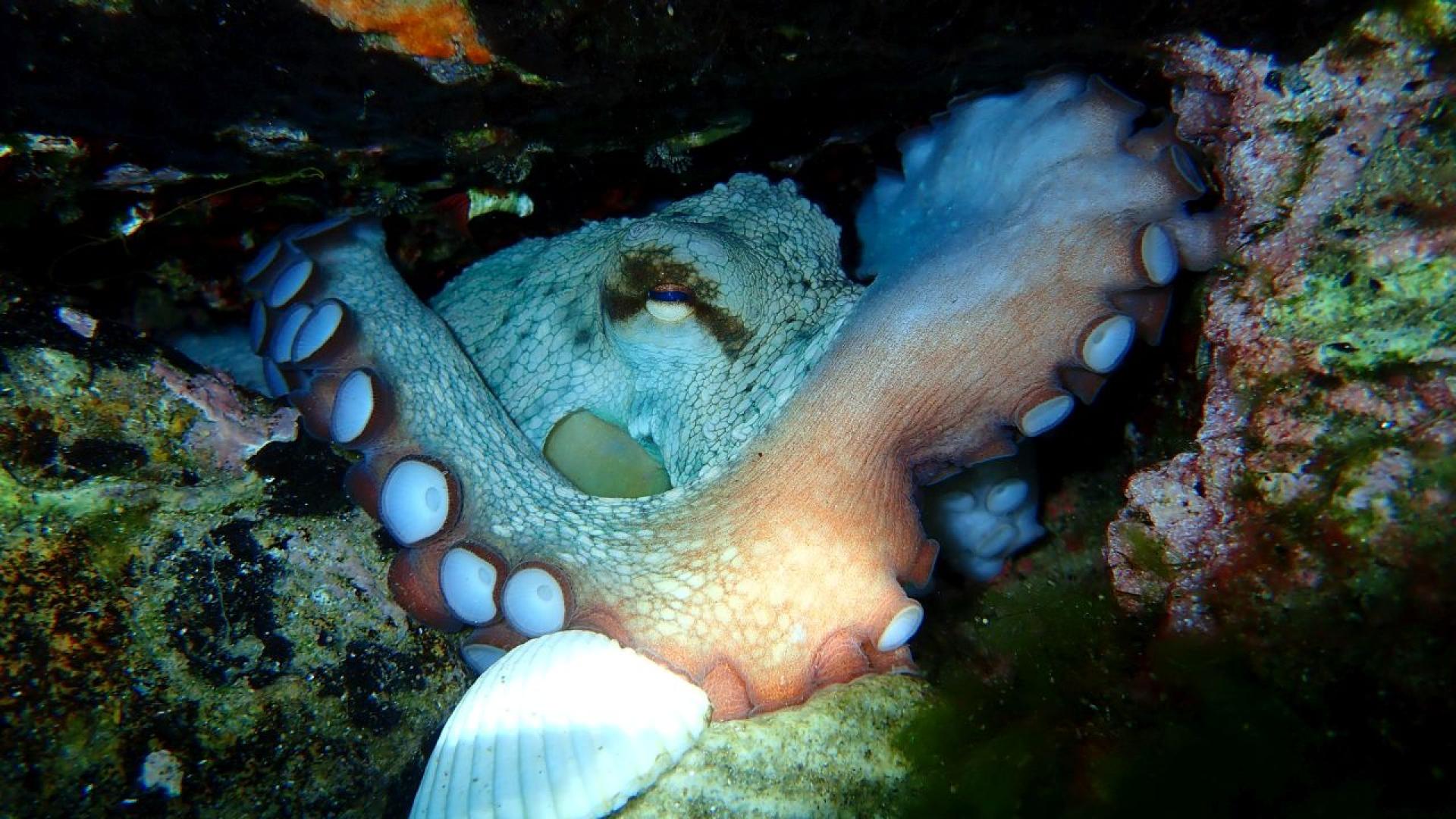 Хората не са единствените видове които практикуват безопасен секс въпреки