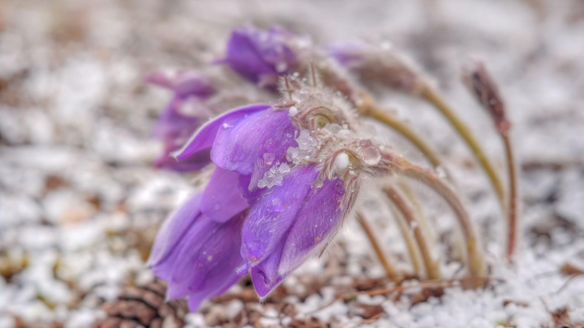 Вятърът ще се ориентира от север североизток ще се усили и