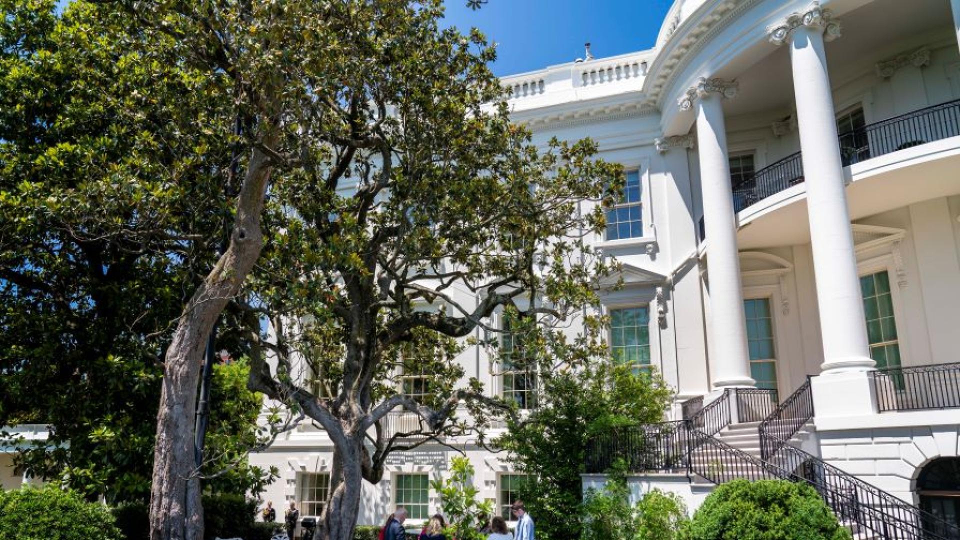 Дърво на близо два века ще бъде премахнато от градината