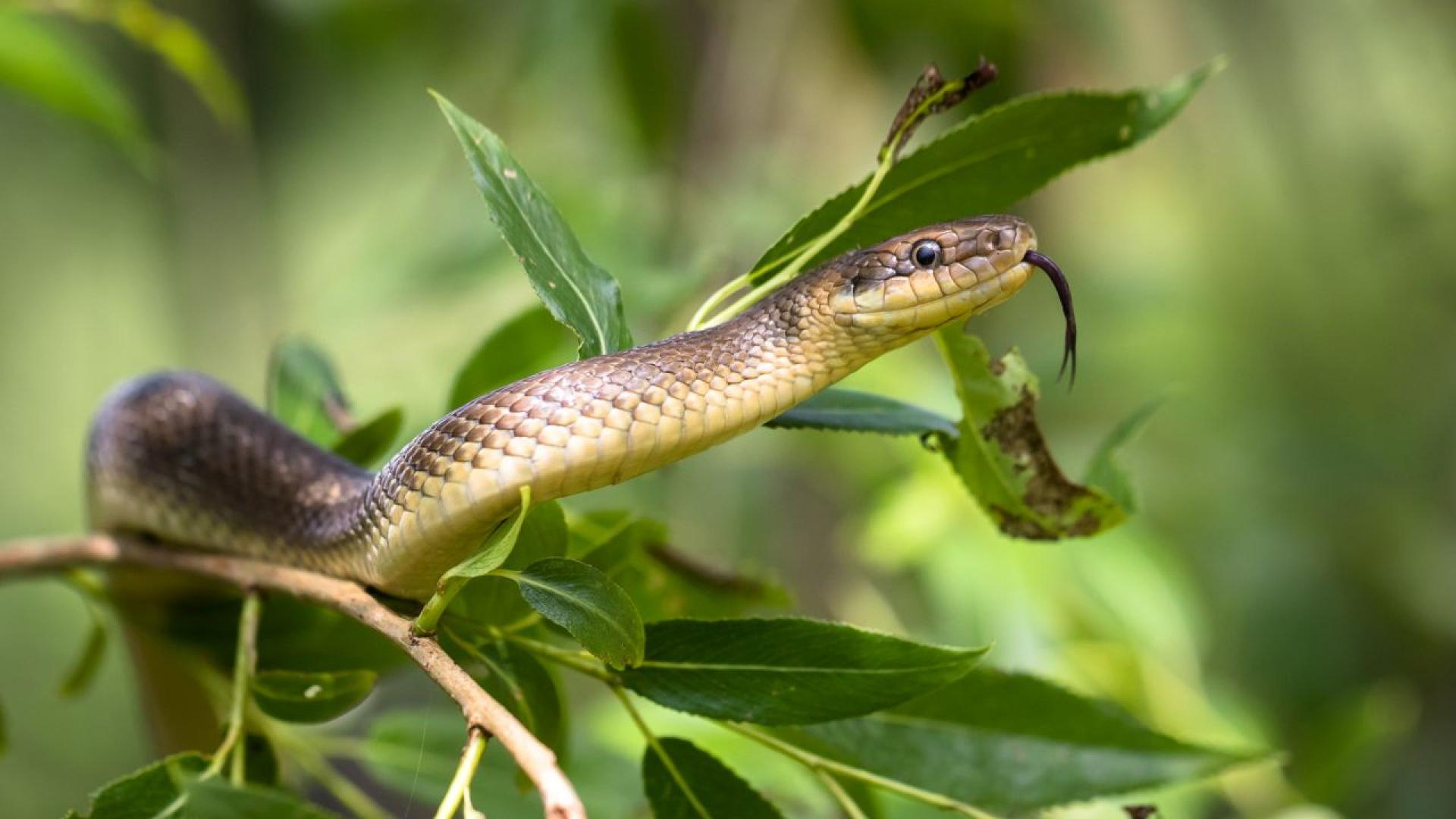 На брега на Бразилия на малко повече от 96 километра