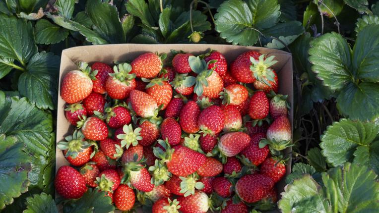  Как да включим ягодите в ежедневното си меню? 