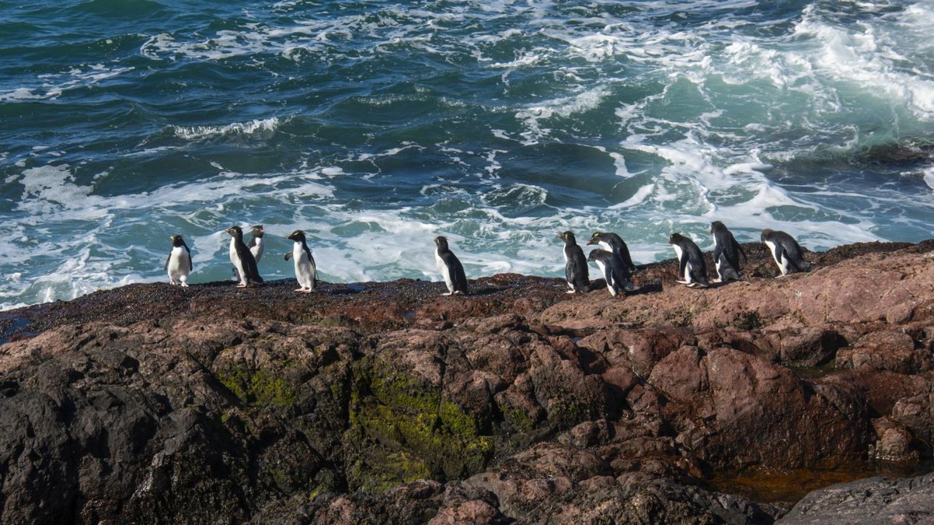 Глобалната търговска война на президента Доналд Тръмп взе някои неочаквани