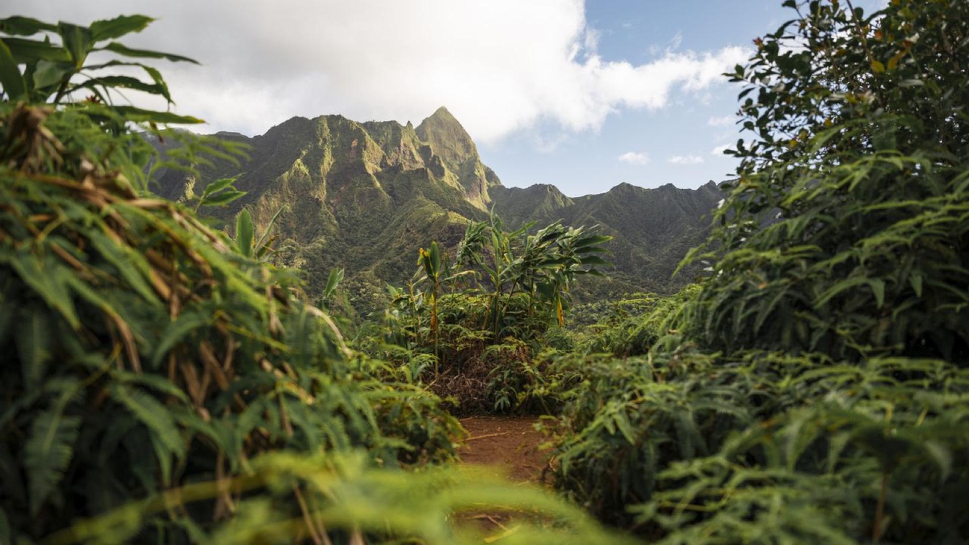 Американски турист направи незаконно посещение на опасно изолирано племе на