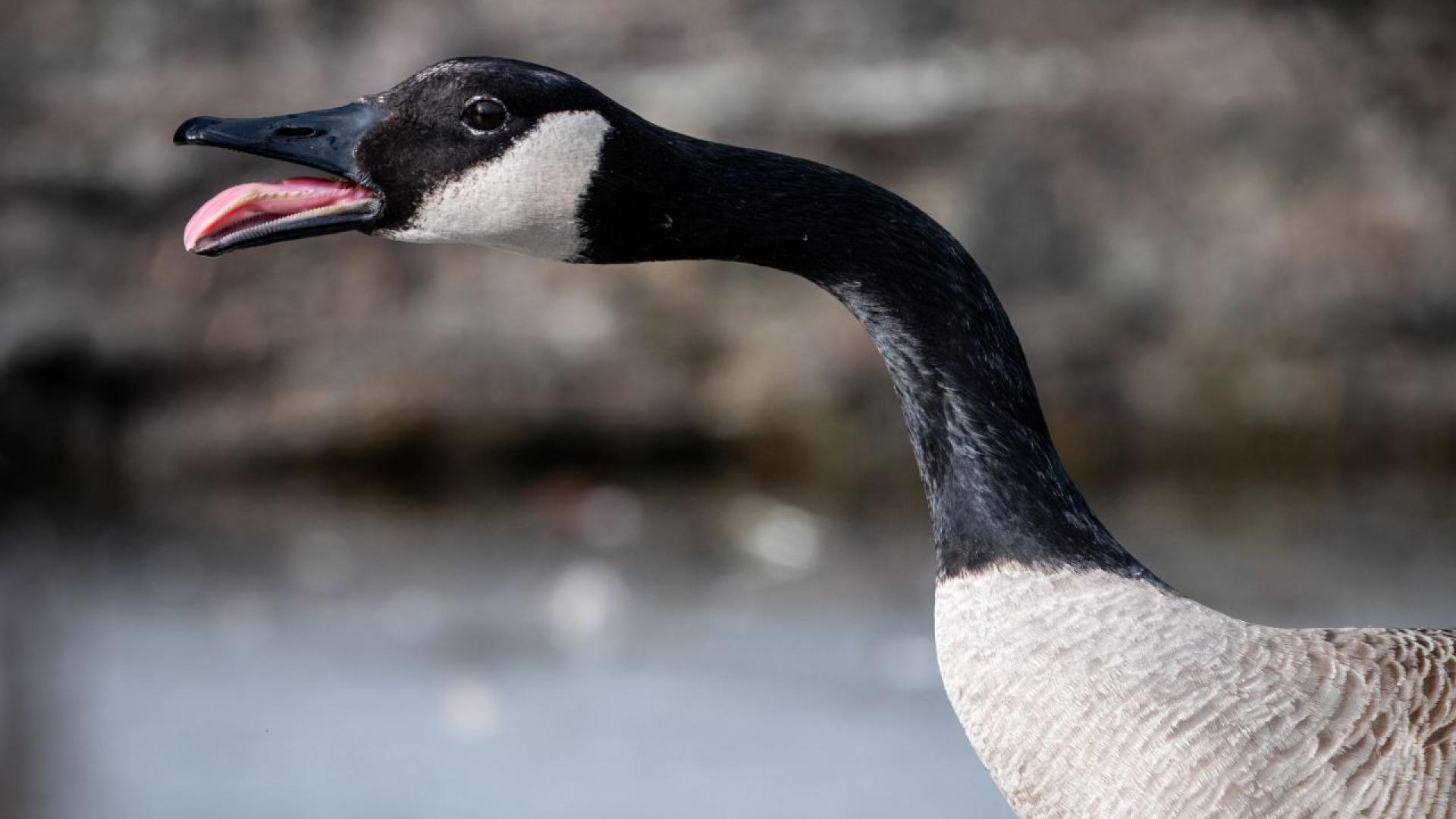 Служители на мебелен магазин в американския щат Охайо се извиниха