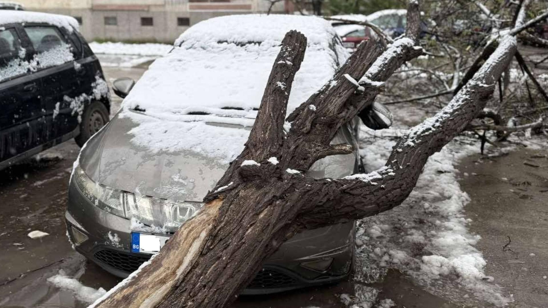 Паднали дървета в пловдивския район Западен са нанесли материални щети