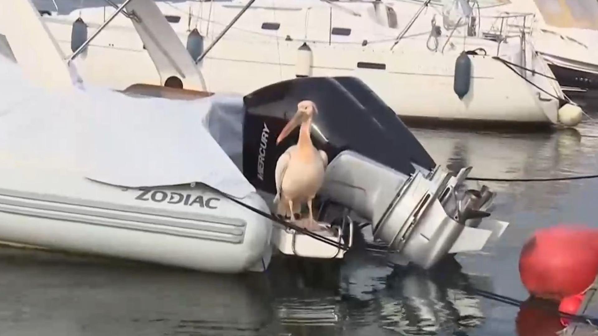 Необичаен посетител се превърна в истинска атракция във Варна От