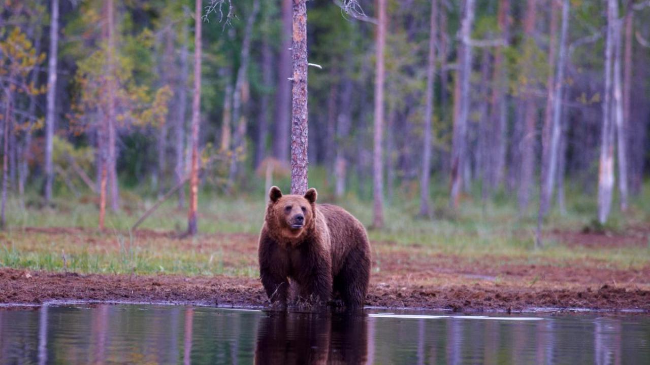 Среща с мечка
