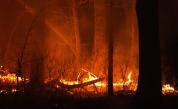 Израел обяви извънредно положение заради горските пожари