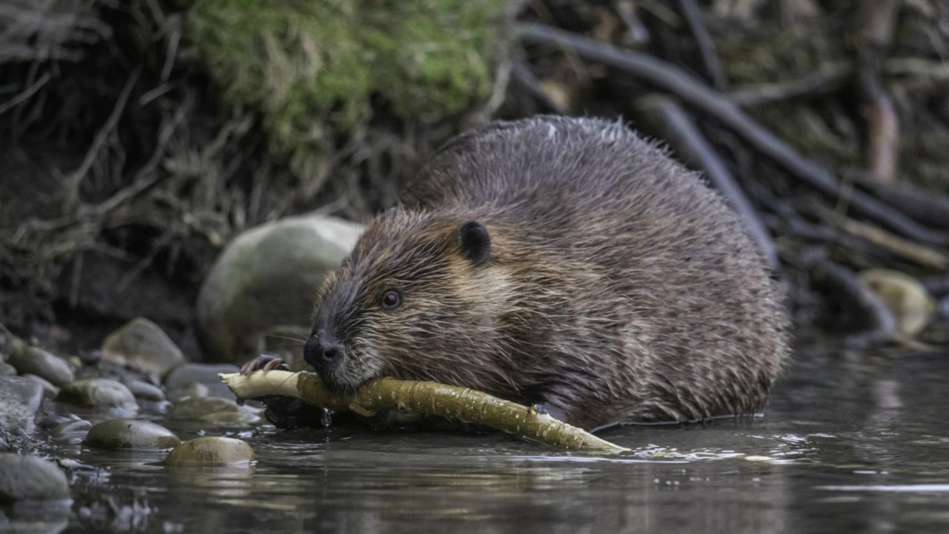 Иронична но показателна история се случи когато бобри сами построиха язовир само