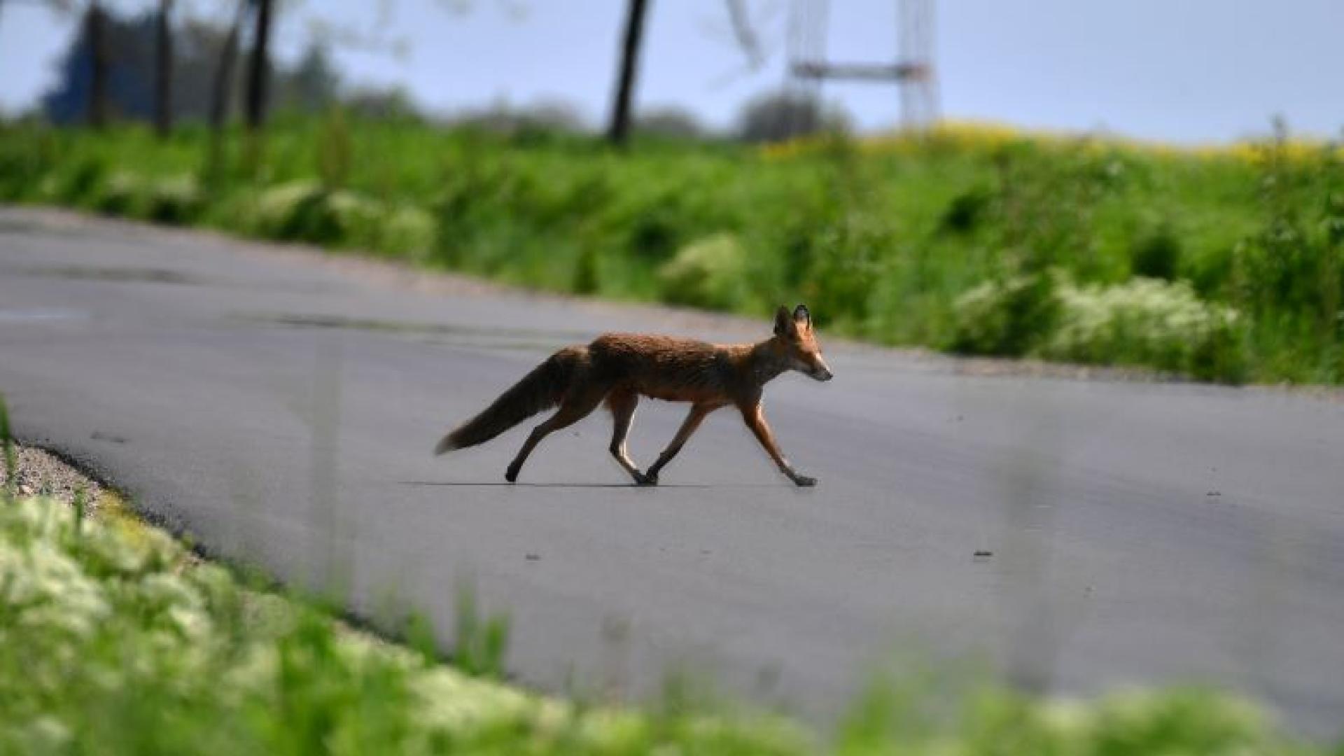 Лисица е била ударена от лек автомобил в района на