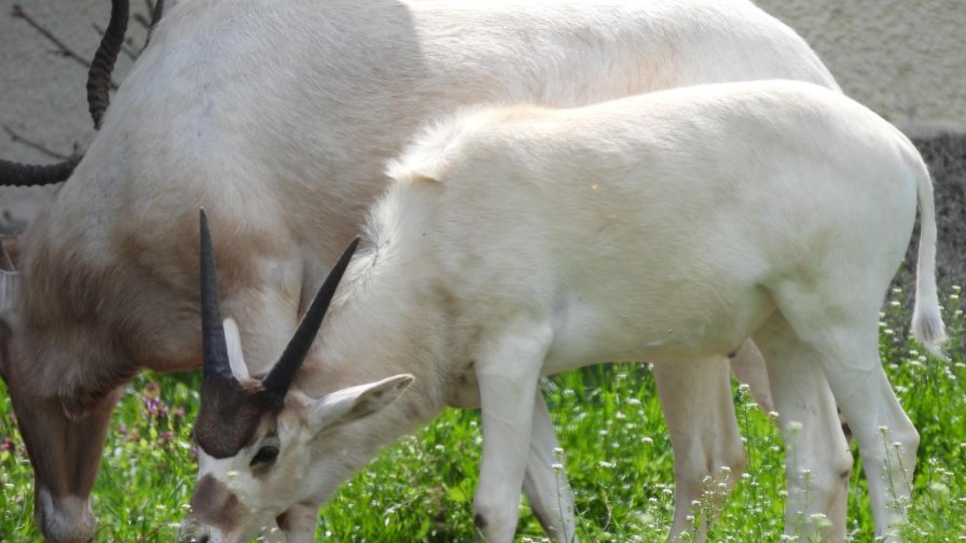 Бебе от критично застрашения вид антилопа адакс отново се роди