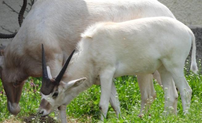 Бебе антилопа от критично застрашен вид се роди в зоопарка в София