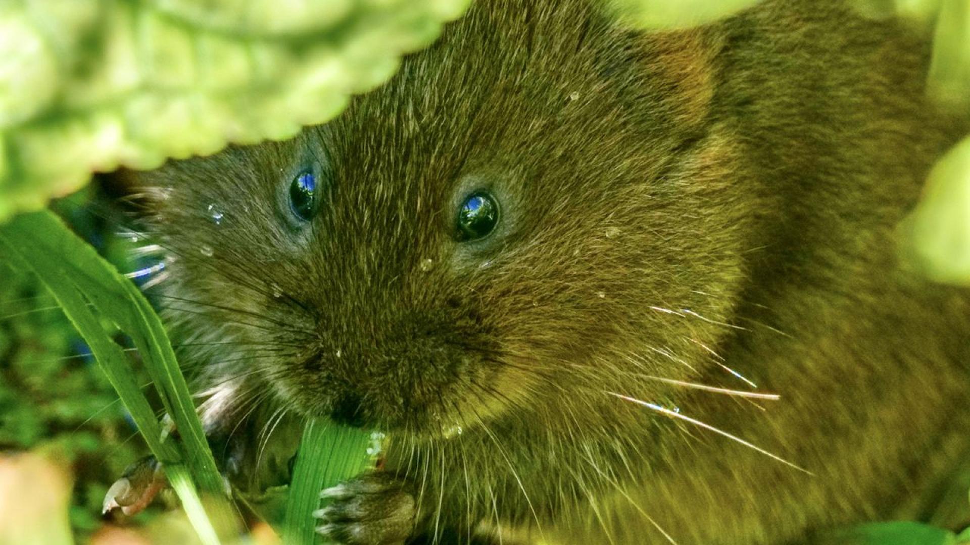 Впродължение на десетилетия водните полевки бяха често срещани в Южен