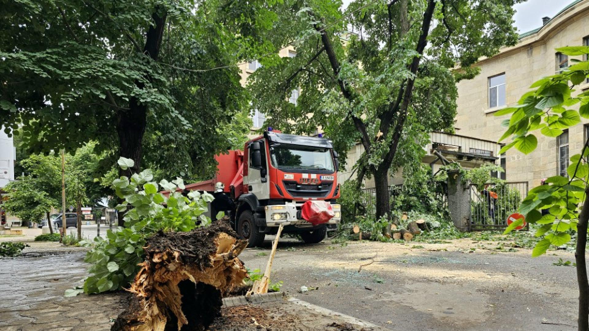 Дърво падна върху автомобил в центъра на Русе При инцидента