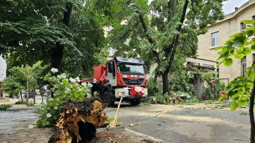 Дърво падна върху кола в Русе, няма пострадали