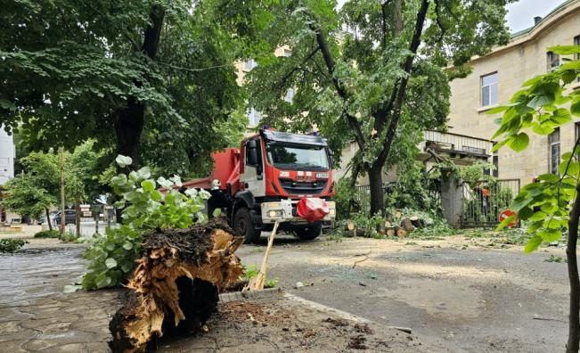 Дърво падна върху кола в Русе, няма пострадали