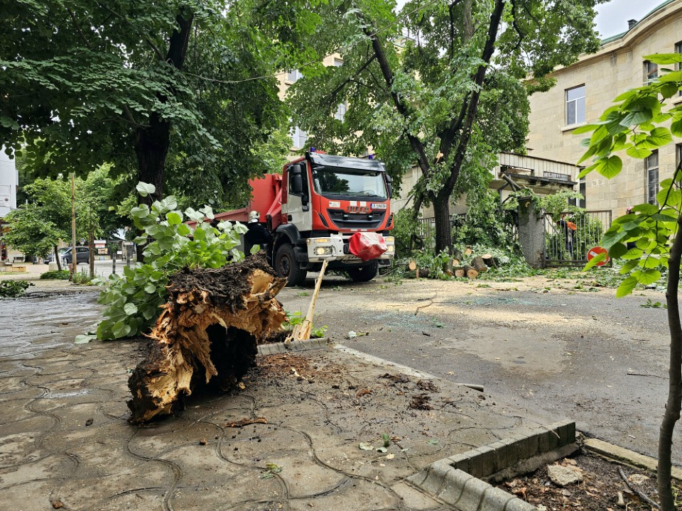 Дърво падна върху кола в Русе, няма пострадали